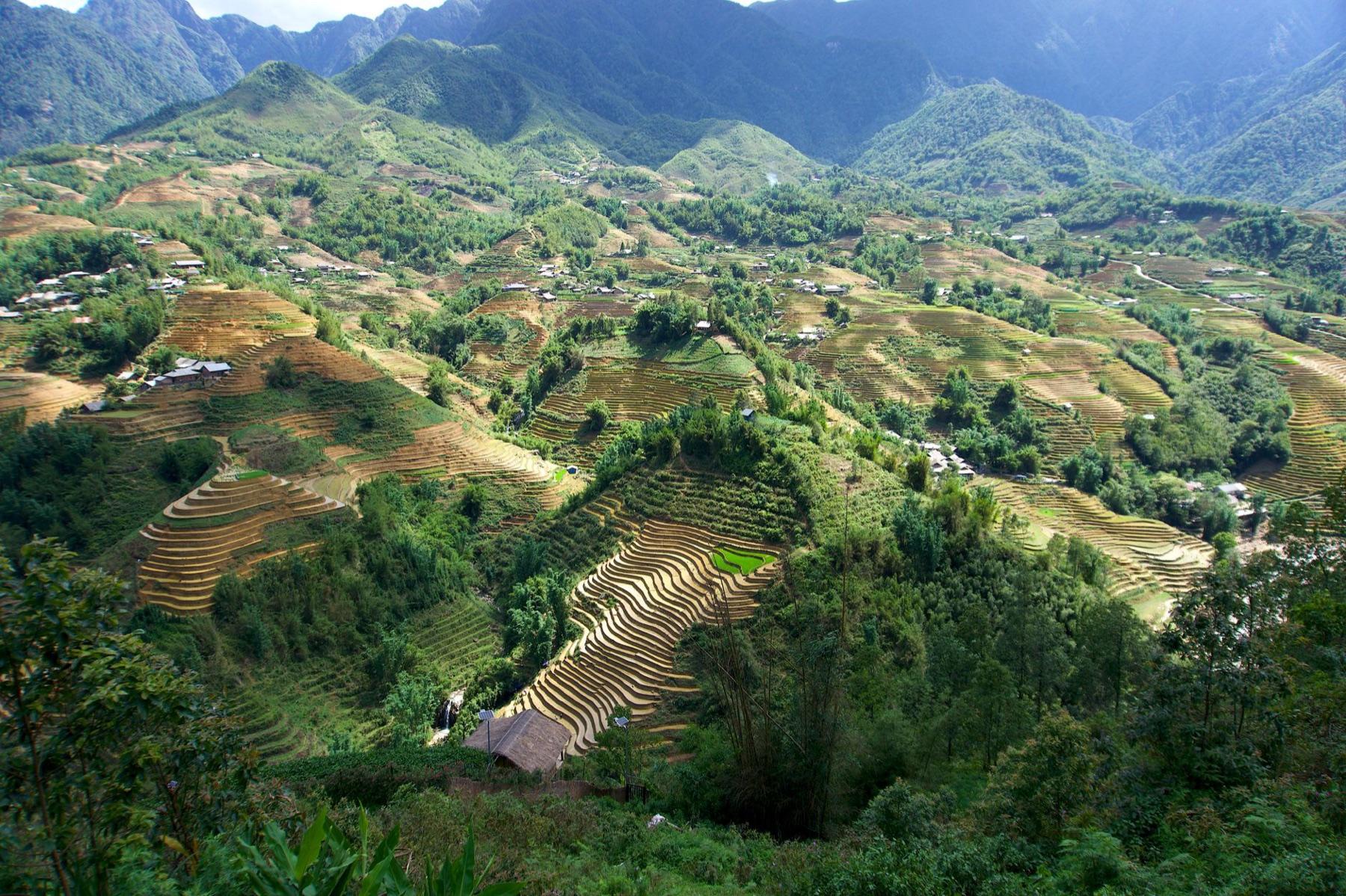 Sapa
