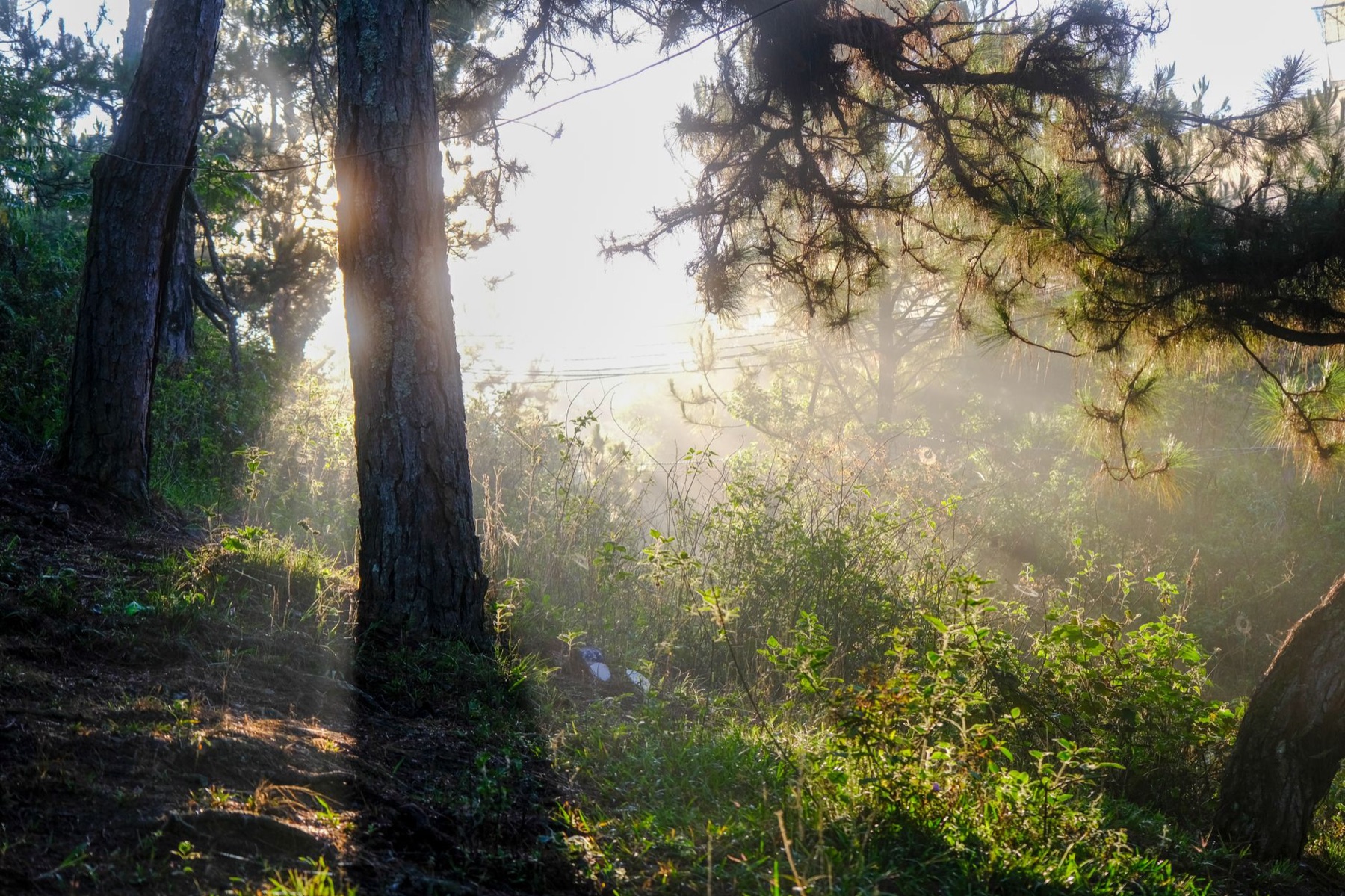 Da Lat — Sunlight streaming through pine trees in a serene forest in Dalat, Vietnam.