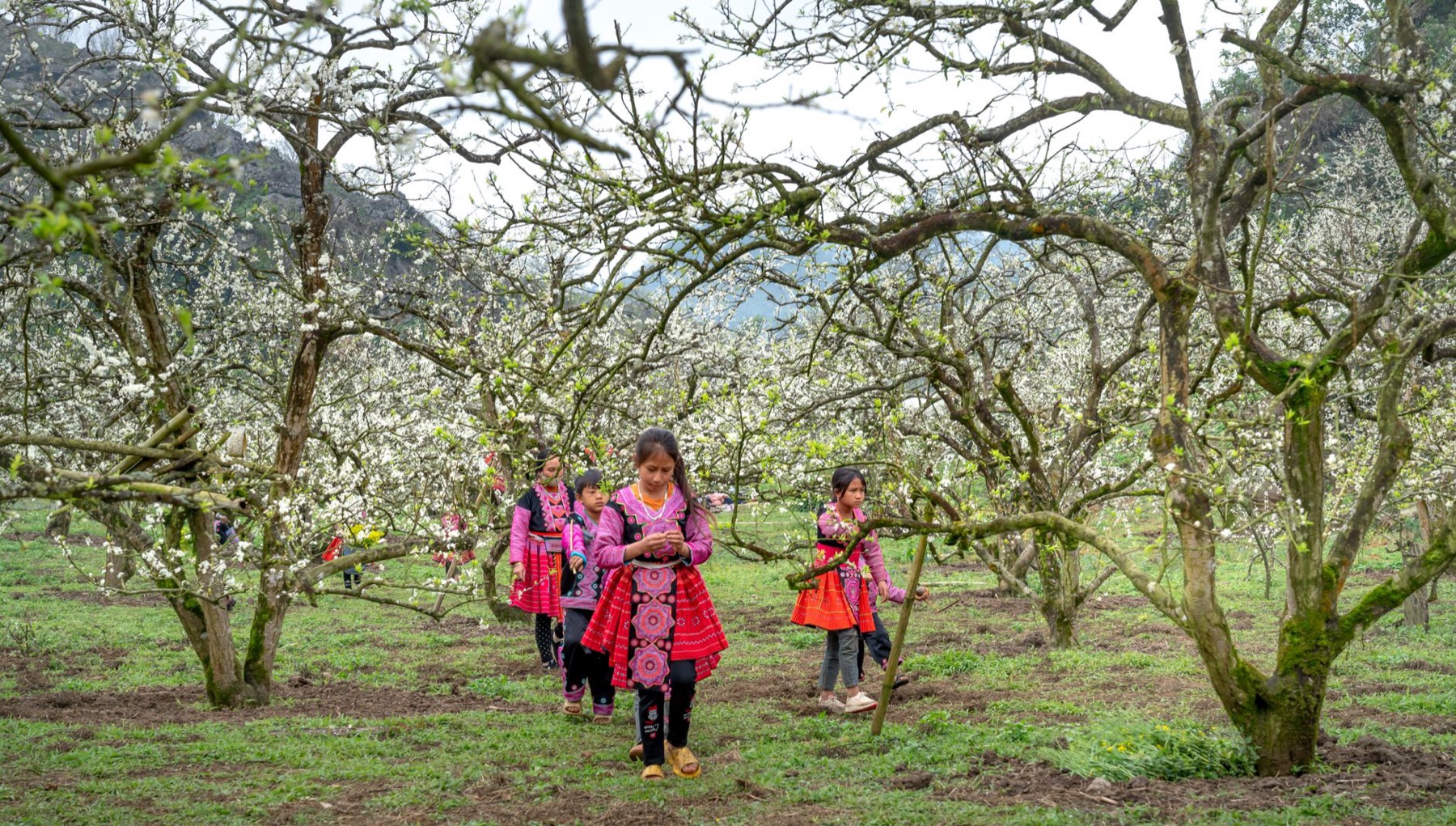 Mai Chau — Children wearing traditional clothing walk through a blooming plum orchard in Vi