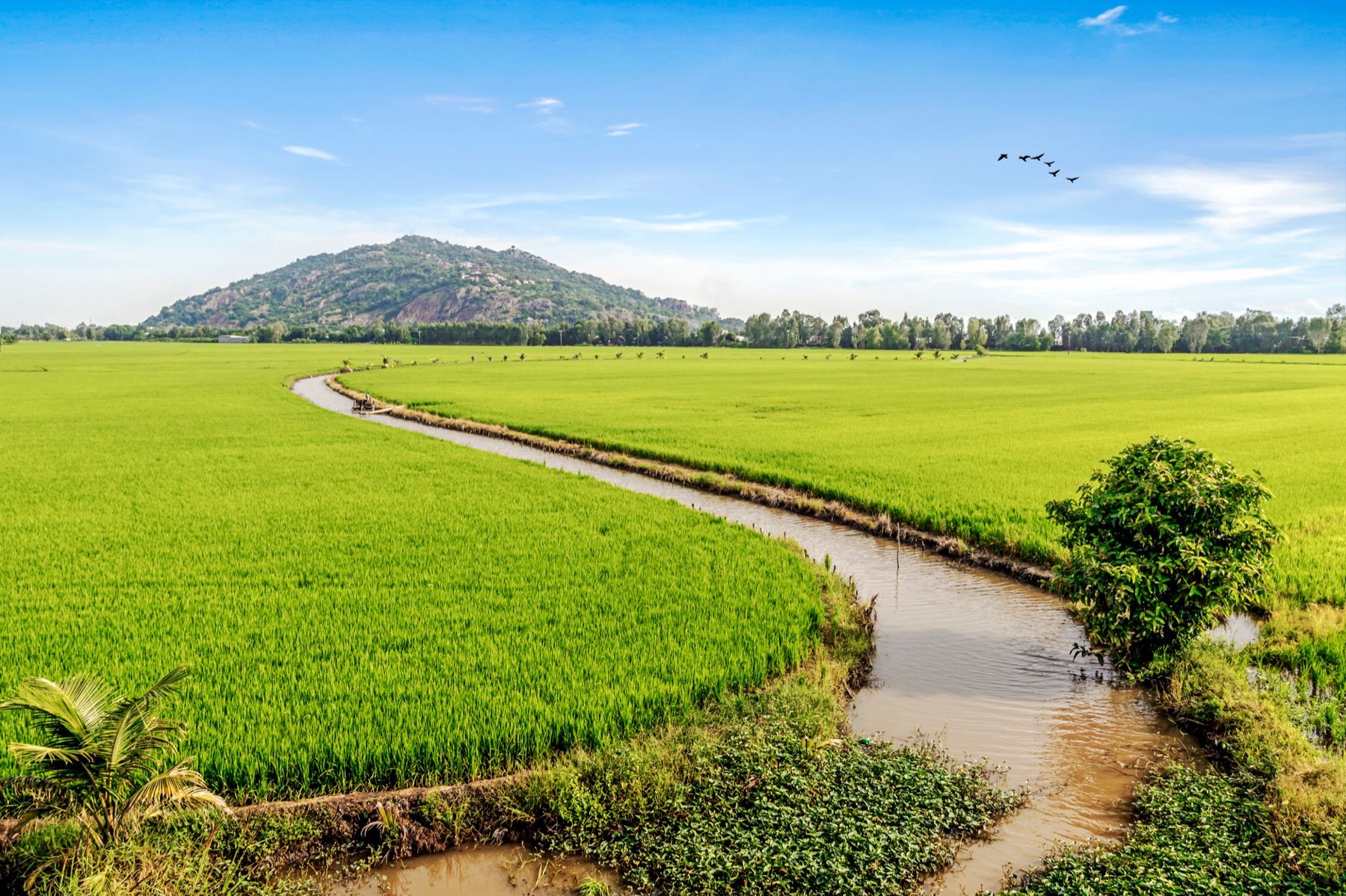 Mai Chau — A picturesque landscape of lush rice fields and winding canal with mountain back
