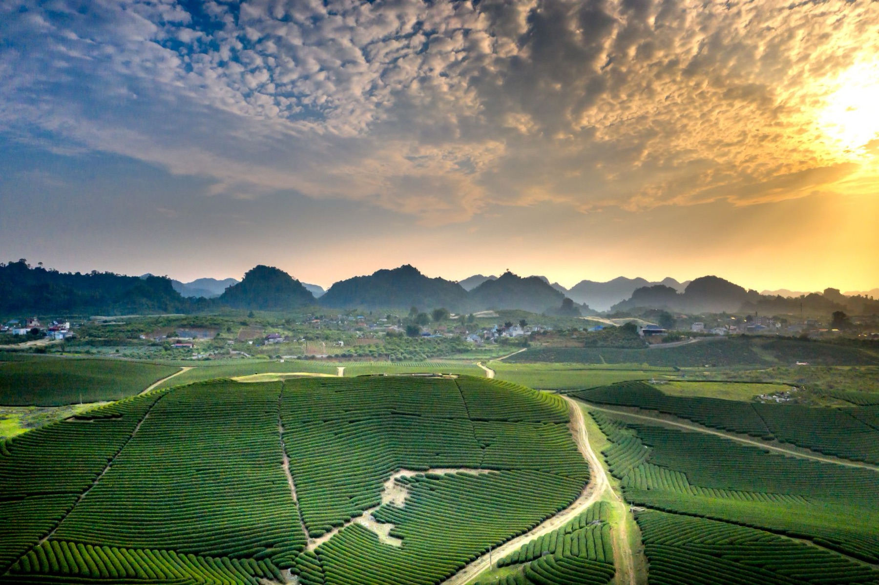 Moc Chau — A breathtaking aerial view of a sprawling tea plantation under a vibrant sky, sh