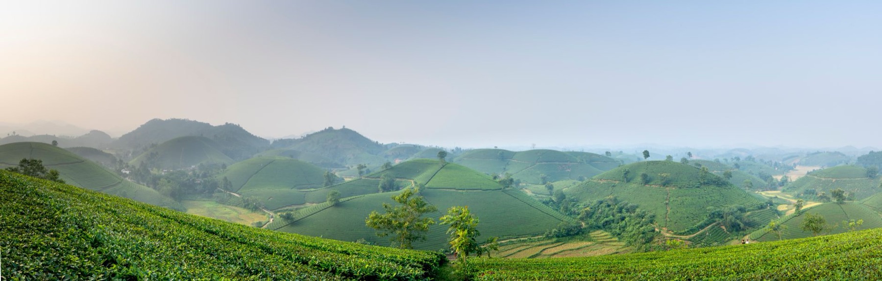Moc Chau — Wide angle of green tea plantations with green trees on farmland growing against