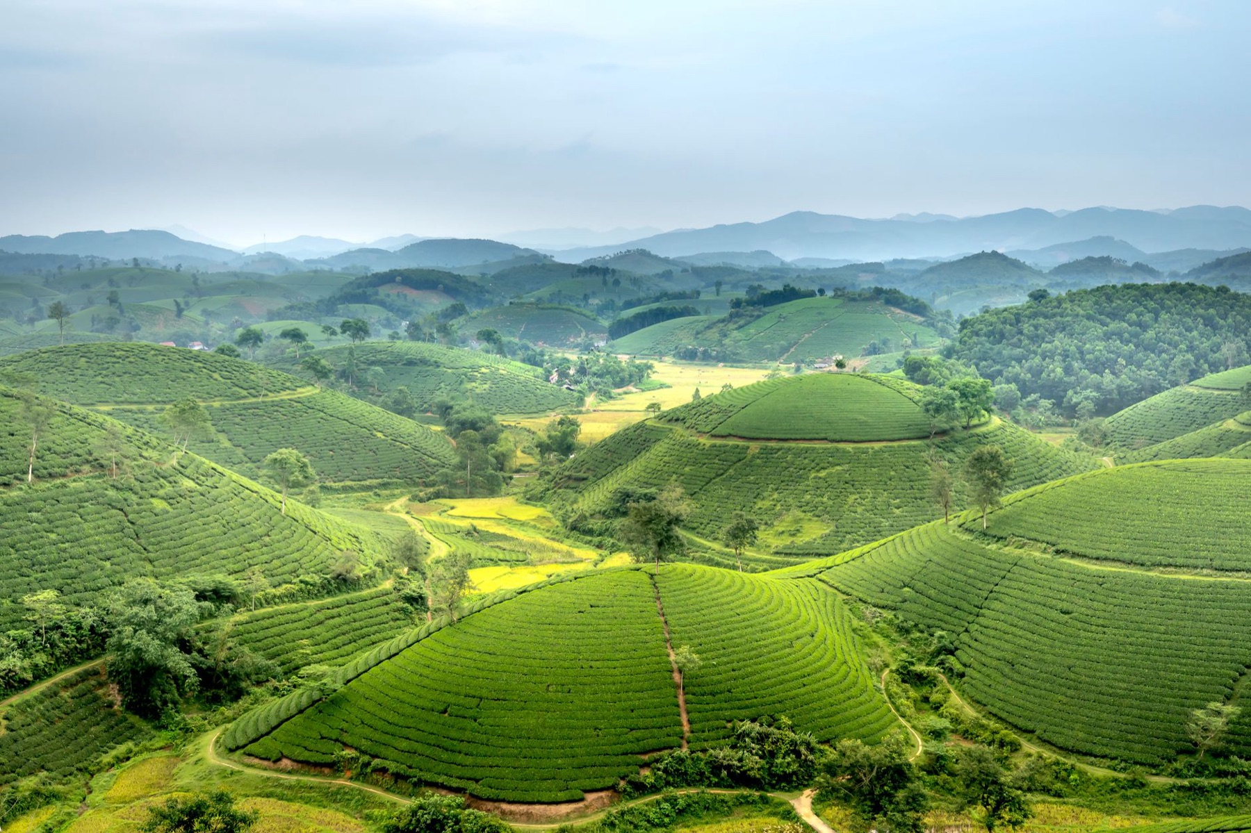 Moc Chau — Amazing drone view of picturesque lush green Long Coc tea hills in mountainous c