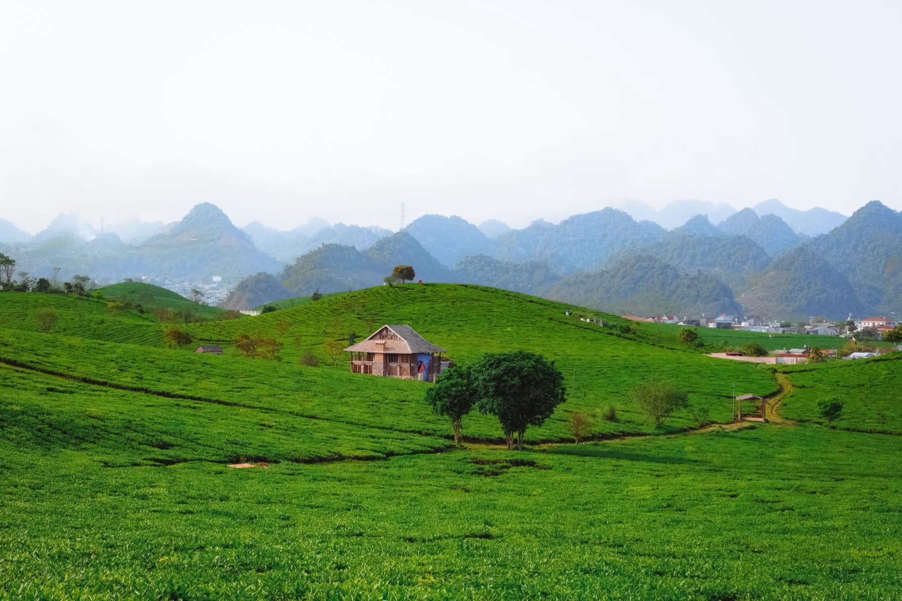 Moc Chau — Lush green tea plantations with a rustic house and mountain backdrop, perfect fo