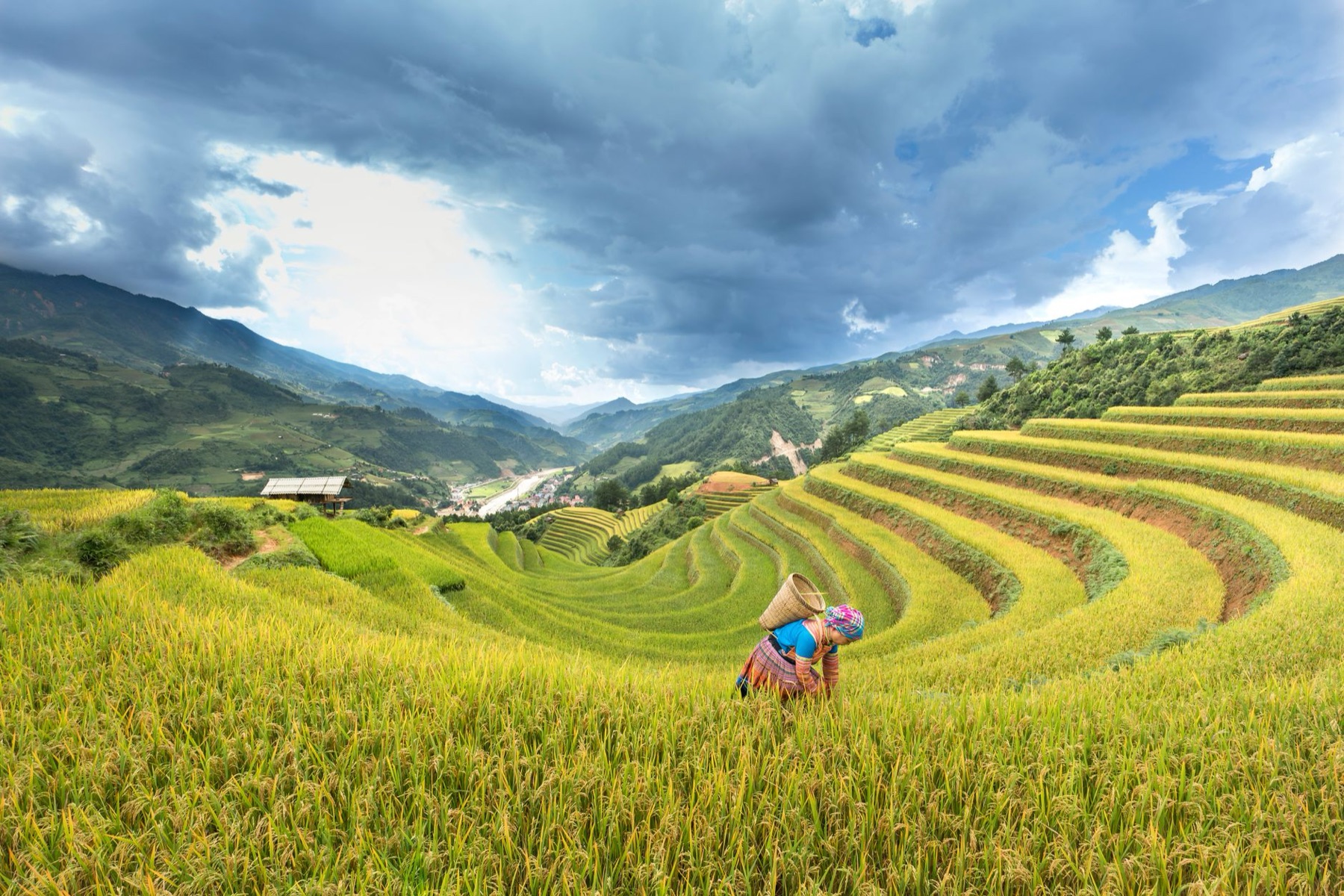 Mu Cang Chai — A farmer tends to lush rice terraces in Mù Cang Chải, Vietnam under a dramatic s