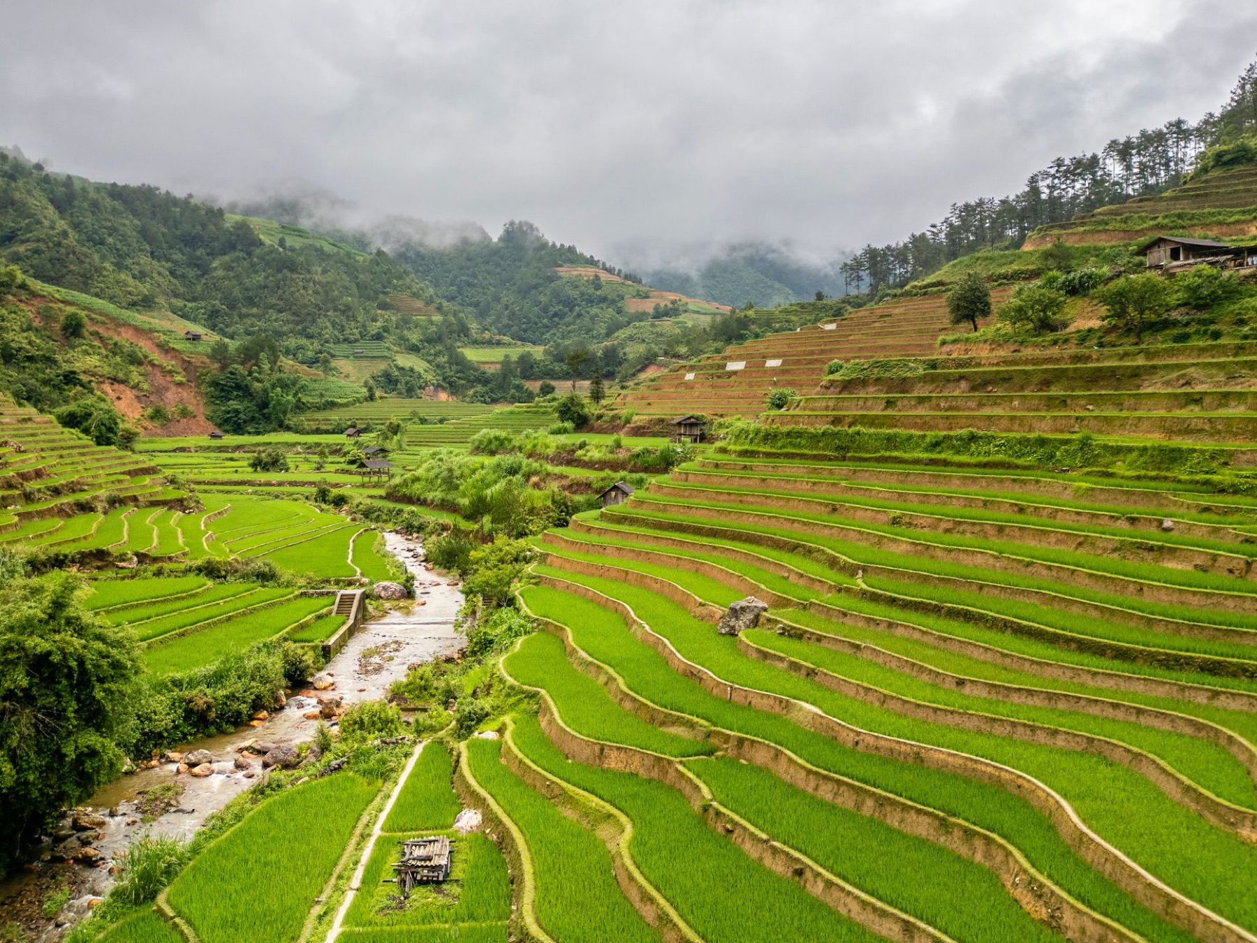Mu Cang Chai — Vibrant rice terraces in Mu Cang Chai, Vietnam, under cloudy skies offering a se