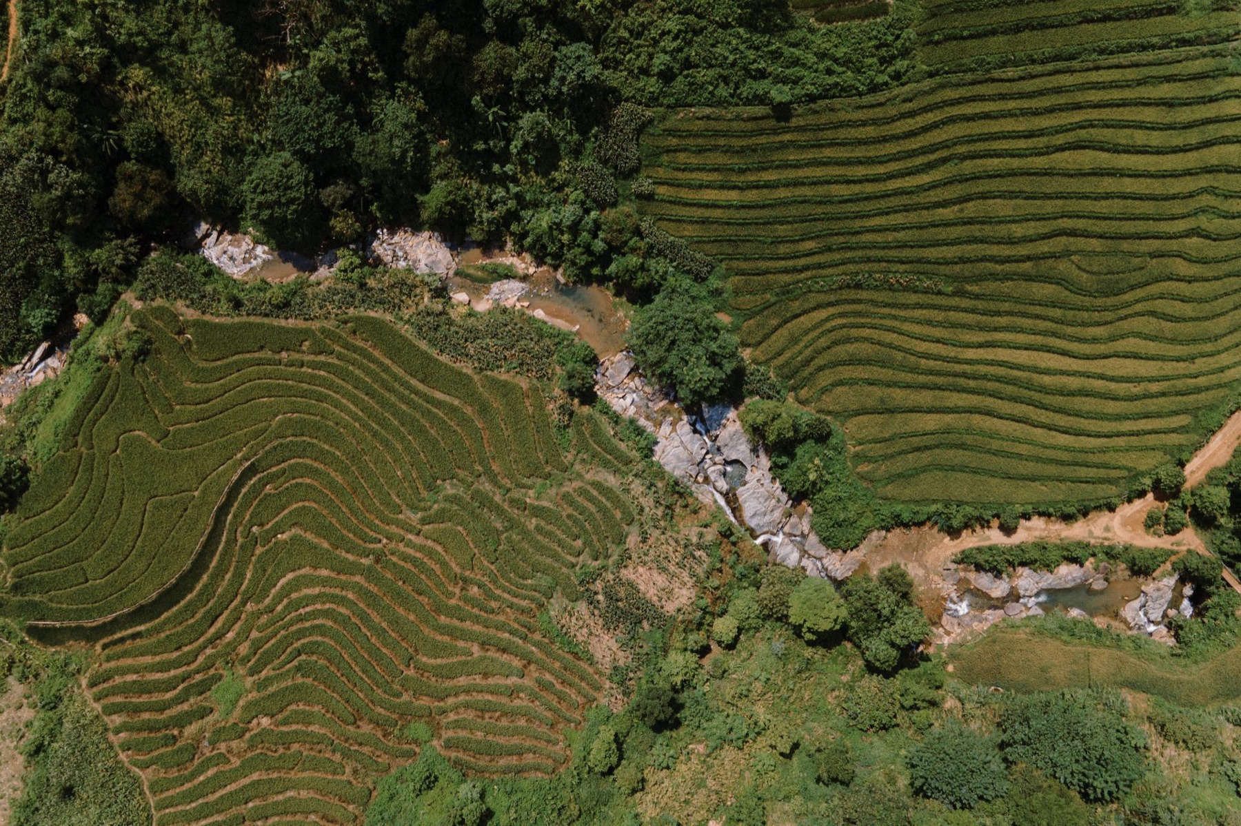 Sapa — Aerial view of lush rice terraces and greenery in Lào Cai, Vietnam, showcasing n