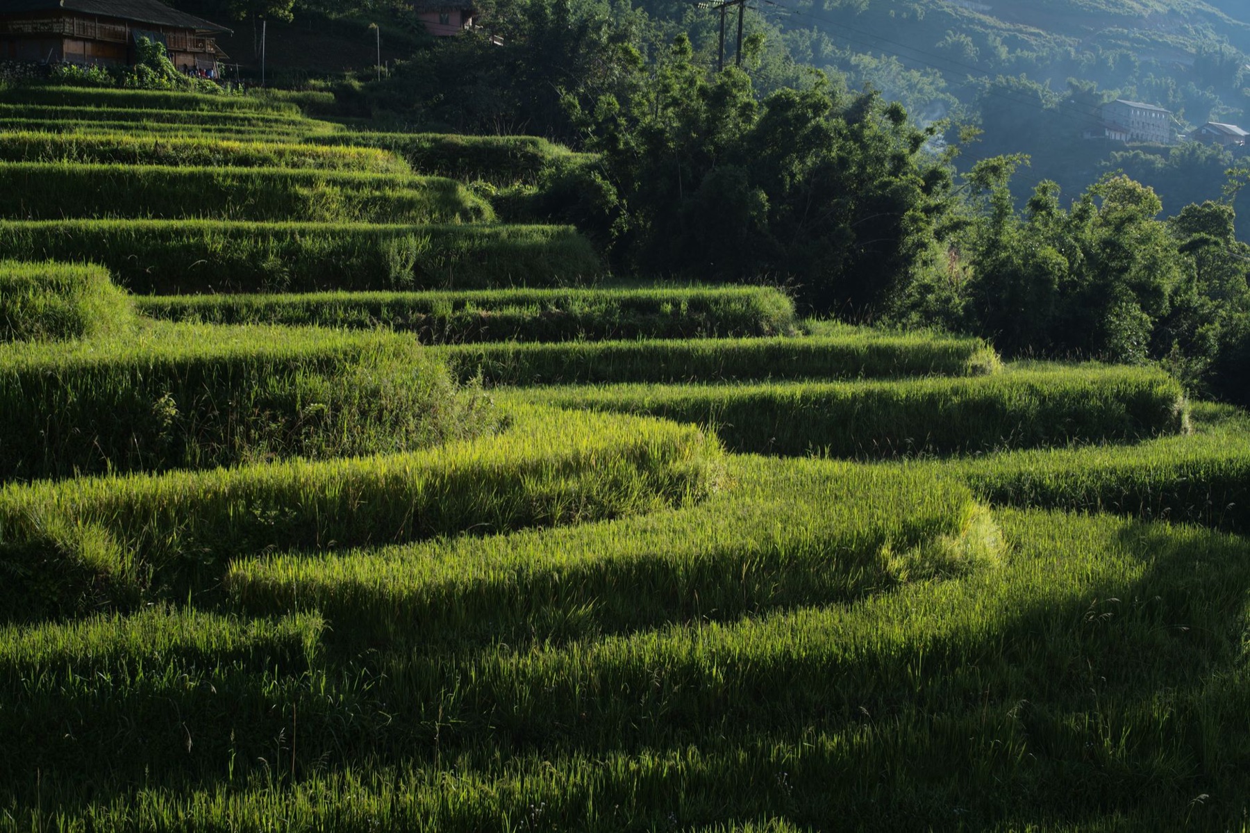 Sapa — Scenic view of green rice terraces in Lào Cai, Vietnam under sunlight.
